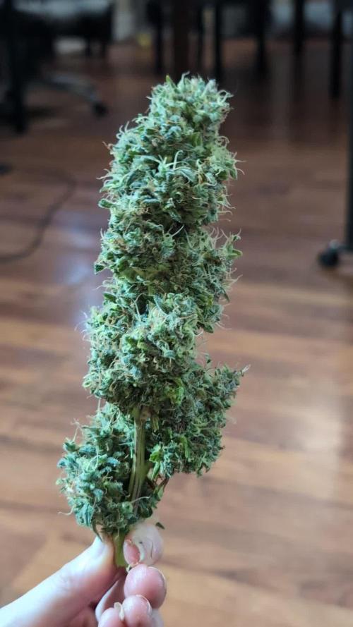 Zkittlez 
