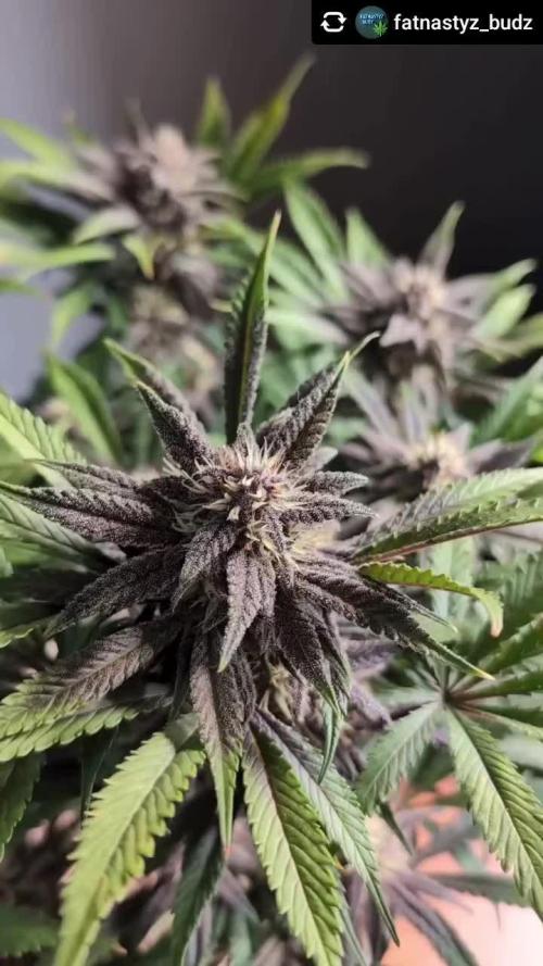 LSD-25, Not since the 90s