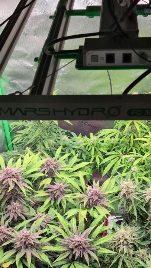 LSD-25, Not since the 90s