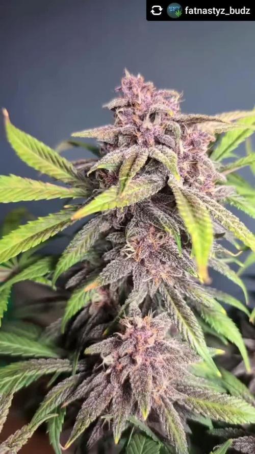 LSD-25, Not since the 90s