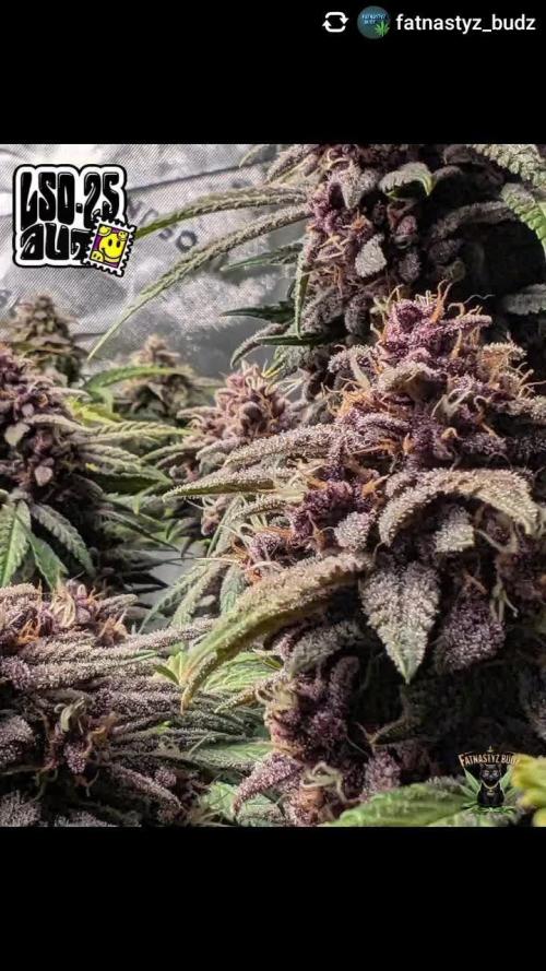 LSD-25, Not since the 90s