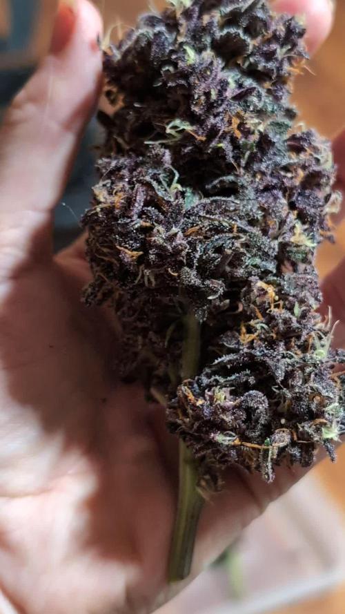 LSD-25, Not since the 90s