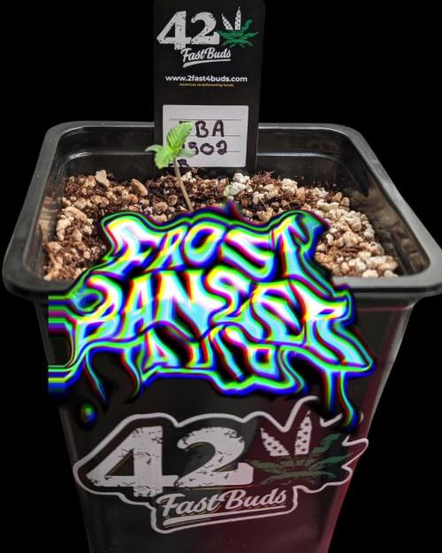 Frostbanger