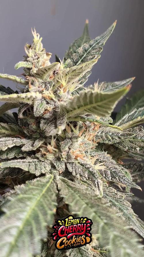 LEMON CHERRY COOKIES AUTO