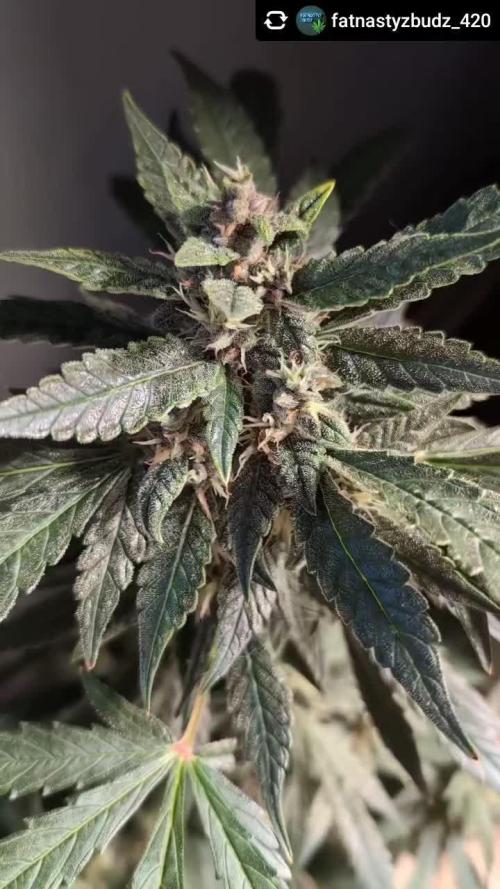 LEMON CHERRY COOKIES AUTO