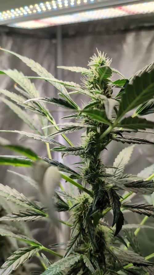 ORANGE SHERBET AUTO