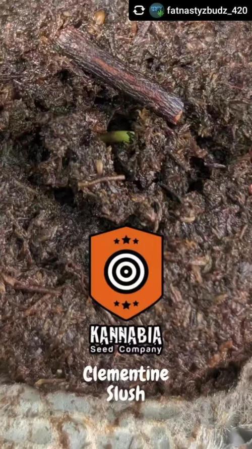 Clementine Slush by Kannabia