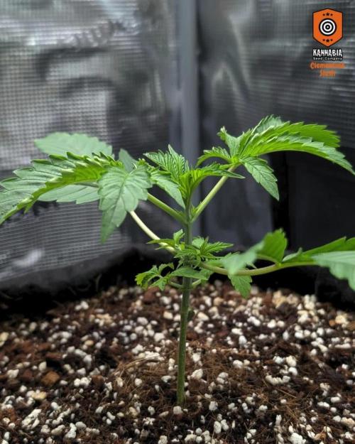 Clementine Slush by Kannabia