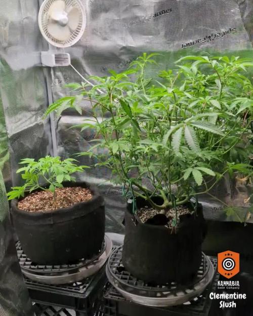 Clementine Slush - Catlife420