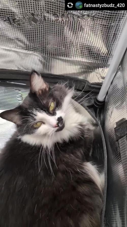 Clementine Slush - Catlife420