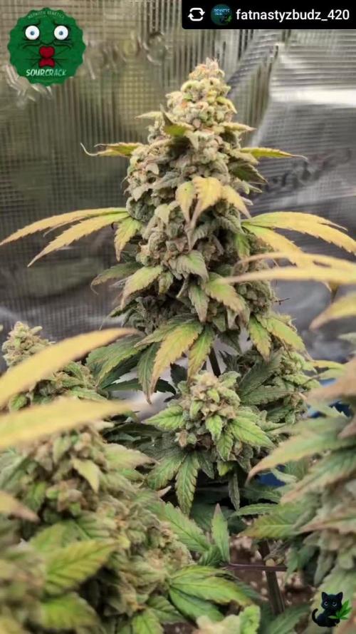 Sour Crack the 2nd