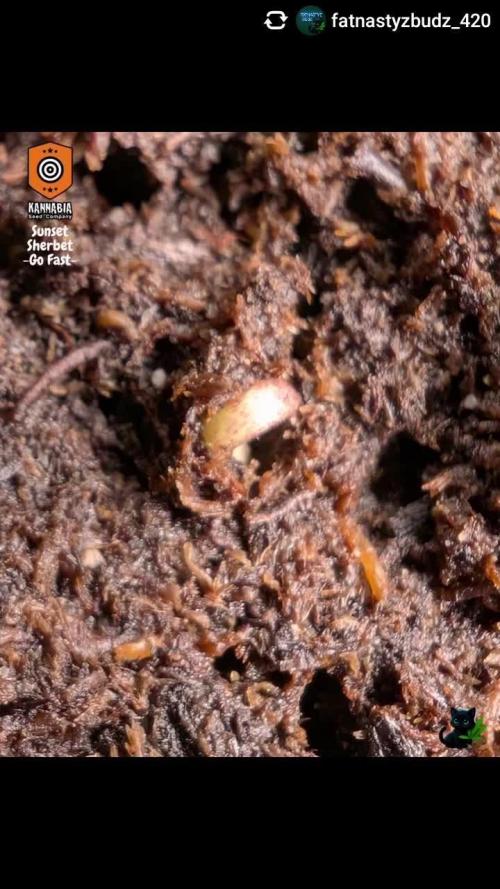 Sunset Sherb Go Fast