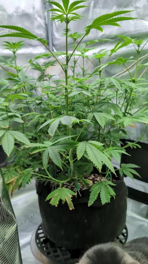 Clementine Slush - Catlife420