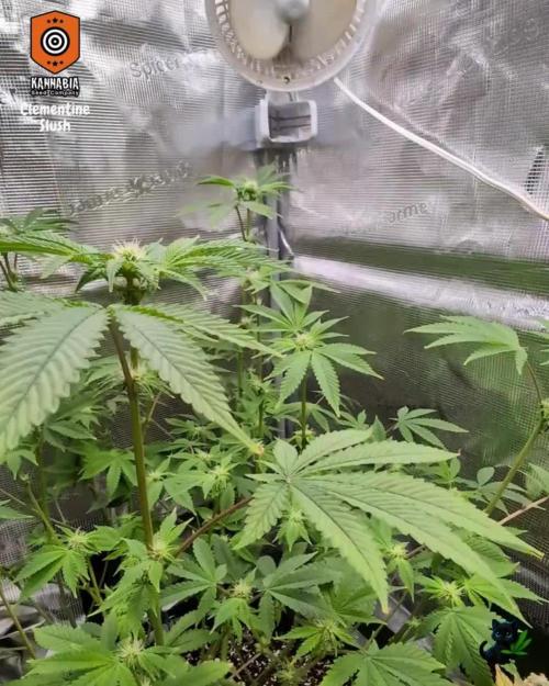 Clementine Slush - Catlife420