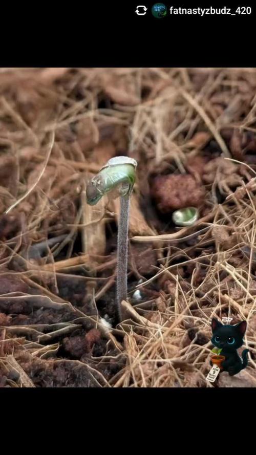 FEM 9 Photo Tester - Catlife420