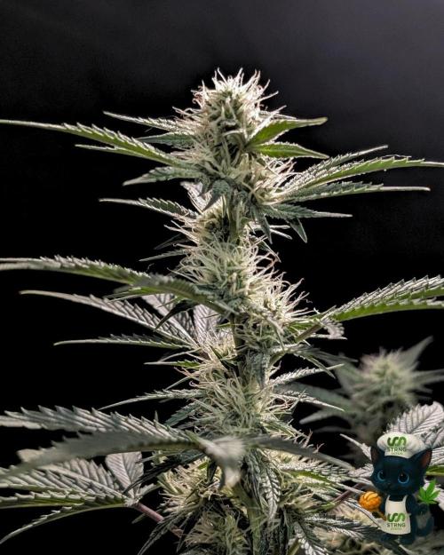 Apple Fritter STRNG style. Week 8