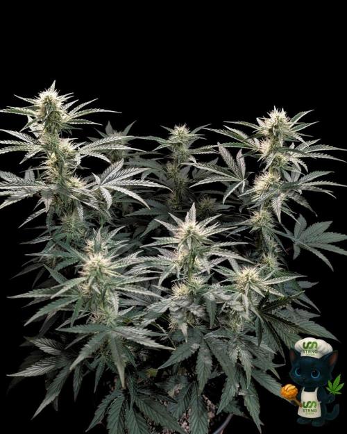 Apple Fritter STRNG style. Week 8