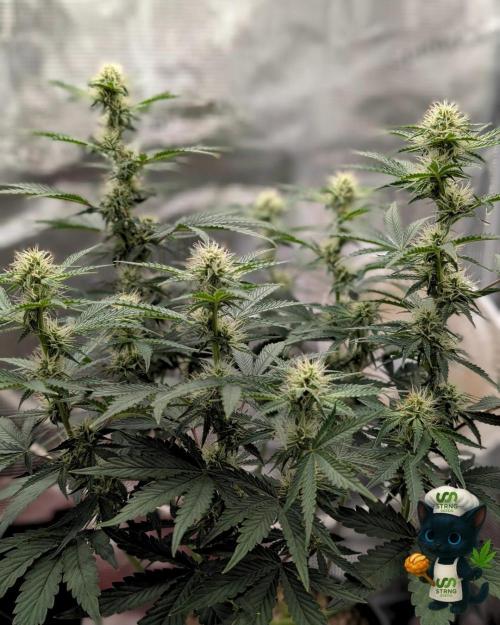 Apple Fritter STRNG style. Week 8