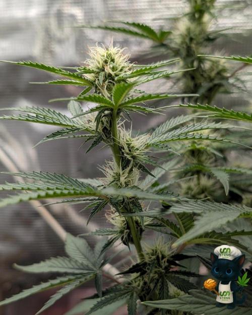 Apple Fritter STRNG style. Week 8