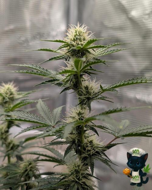 Apple Fritter STRNG style. Week 8