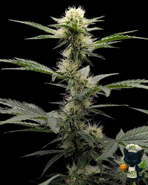 Apple Fritter STRNG style. Week 8