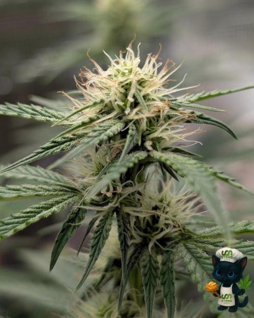 Apple Fritter STRNG style. Week 8