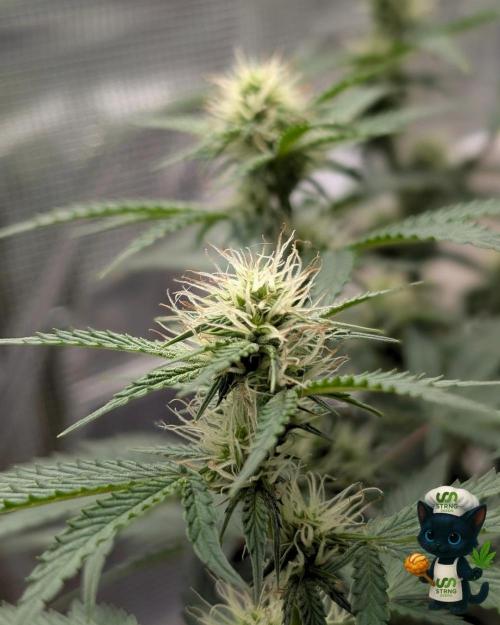 Apple Fritter STRNG style. Week 8