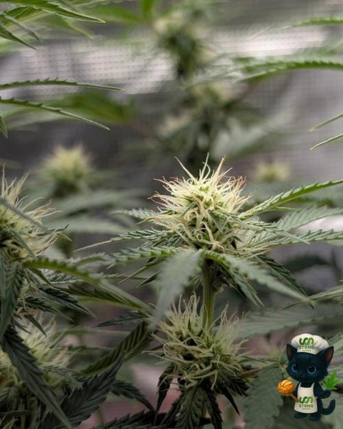 Apple Fritter STRNG style. Week 8