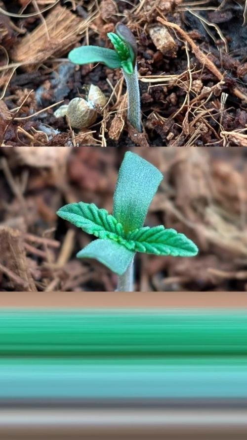 Sunset Sherbet GF (MY TURN) - Catlife420