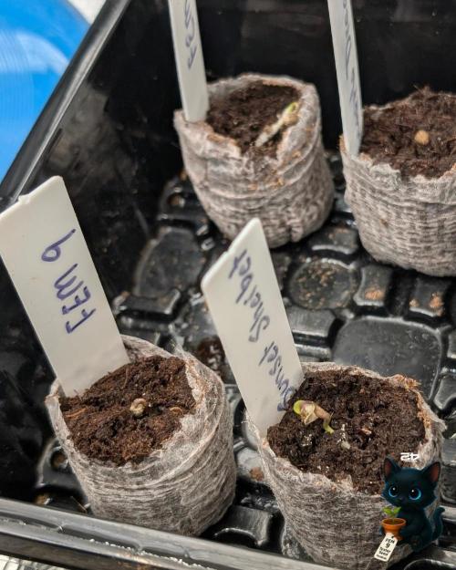 FEM 9 Photo Tester - Catlife420. Week 1 - 10-25
Day 1