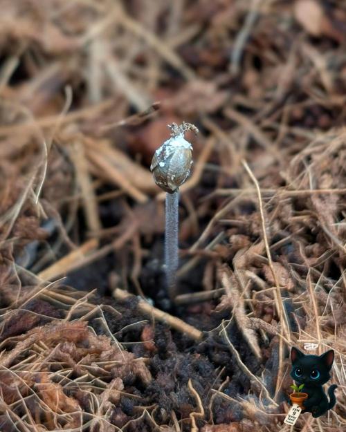 FEM 9 Photo Tester - Catlife420. Week 1 - 10-26
Day 2