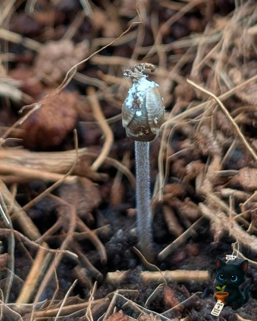 FEM 9 Photo Tester - Catlife420. Week 1 - 10-26
Day 2