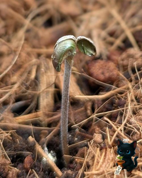 FEM 9 Photo Tester - Catlife420. Week 1 - 10-26
Day 2