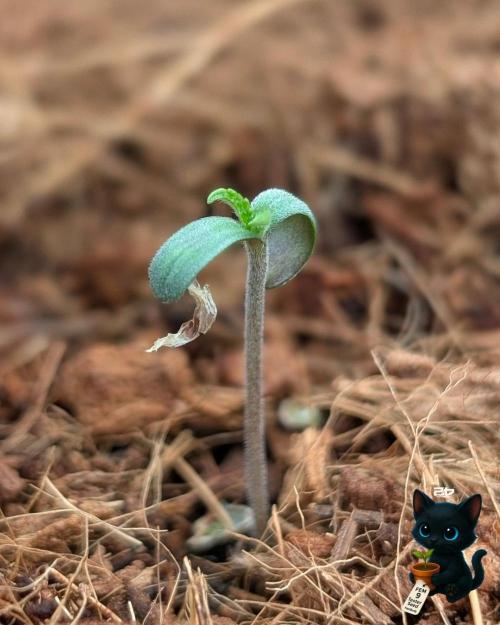 FEM 9 Photo Tester - Catlife420. Week 1 - 10-26
Day 2