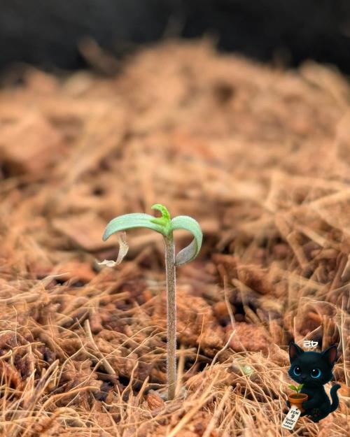 FEM 9 Photo Tester - Catlife420. Week 1 - 10-26
Day 2