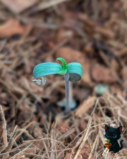 FEM 9 Photo Tester - Catlife420. Week 1 - 10-26
Day 2