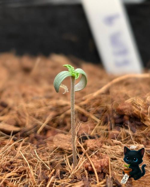 FEM 9 Photo Tester - Catlife420. Week 1 - 10-27
Day 3