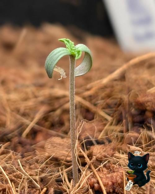 FEM 9 Photo Tester - Catlife420. Week 1 - 10-27
Day 3