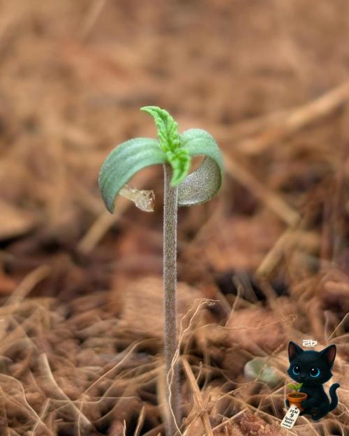 FEM 9 Photo Tester - Catlife420. Week 1 - 10-27
Day 3