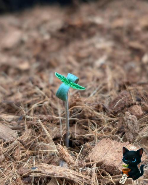 FEM 9 Photo Tester - Catlife420. Week 1 - 10-27
Day 3