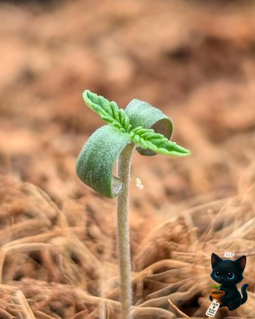 FEM 9 Photo Tester - Catlife420. Week 1 - 10-27
Day 3