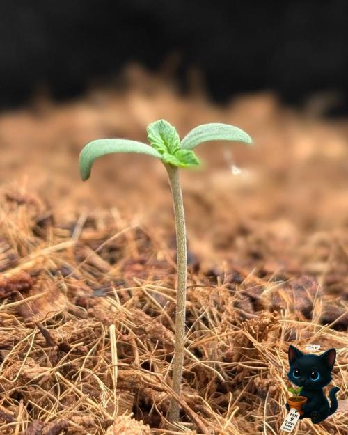 FEM 9 Photo Tester - Catlife420. Week 1 - 10-28
Day 4