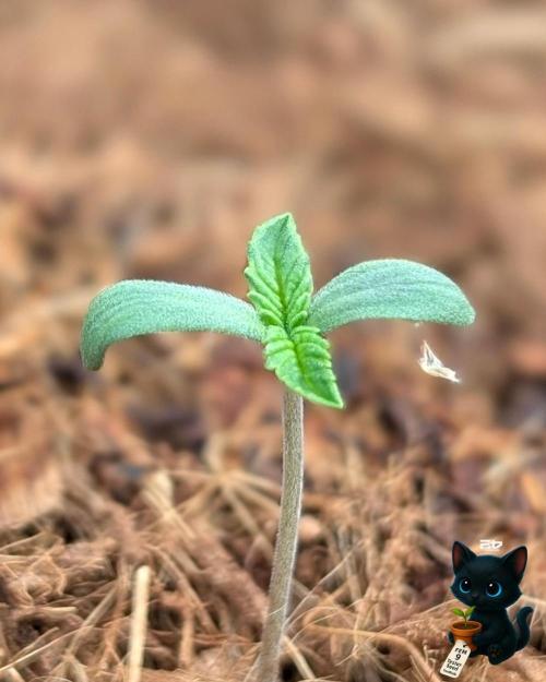 FEM 9 Photo Tester - Catlife420. Week 1 - 10-28
Day 4