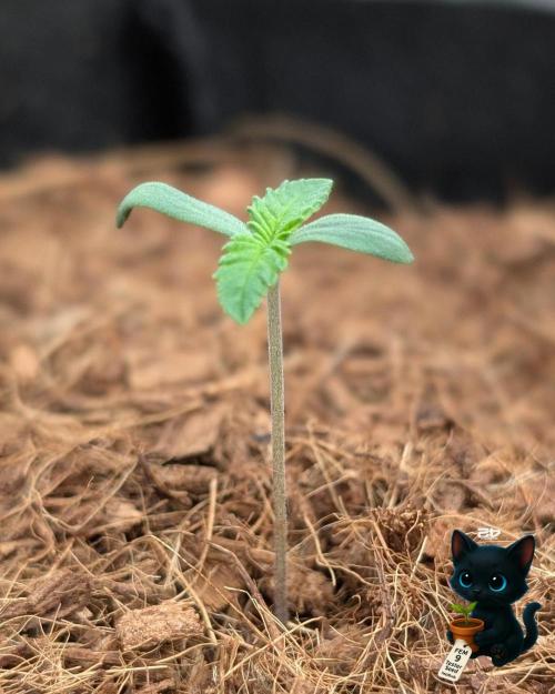 FEM 9 Photo Tester - Catlife420. Week 1 - 10-29
Day 5