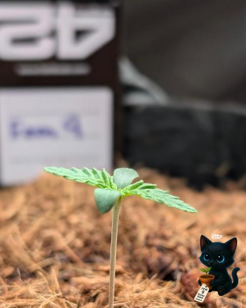 FEM 9 Photo Tester - Catlife420. Week 1 - 10-30
Day 6