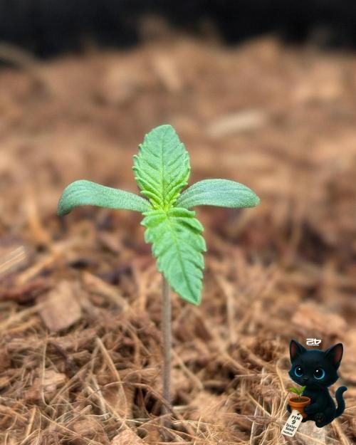 FEM 9 Photo Tester - Catlife420. Week 1 - 10-30
Day 6