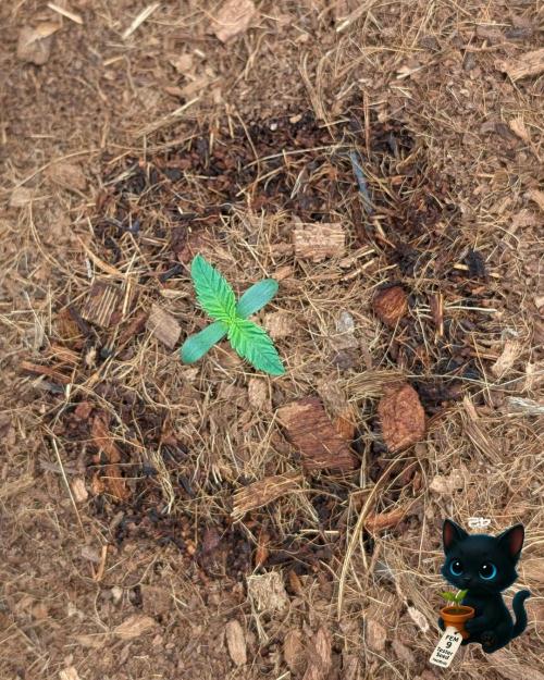 FEM 9 Photo Tester - Catlife420. Week 1 - 10-30
Day 6