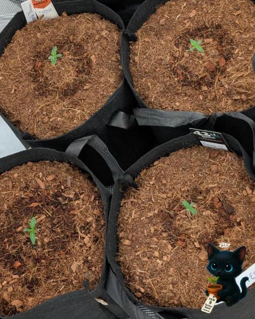 FEM 9 Photo Tester - Catlife420. Week 1 - 10-30
Day 6