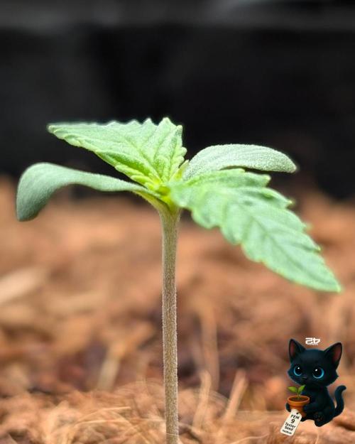 FEM 9 Photo Tester - Catlife420. Week 1 - 10-31
Day 7