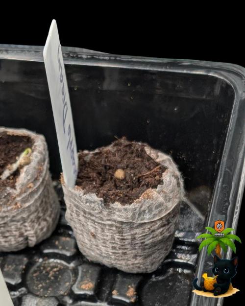 The Dreamy, Pineapple Dream - Catlife420. Week 1 - 10-25
Day 1